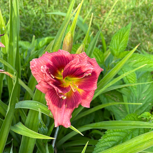 Cupid’s cupcake, perennial Daylily