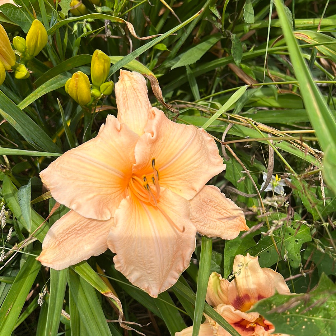 Queen conch, perennial Daylily