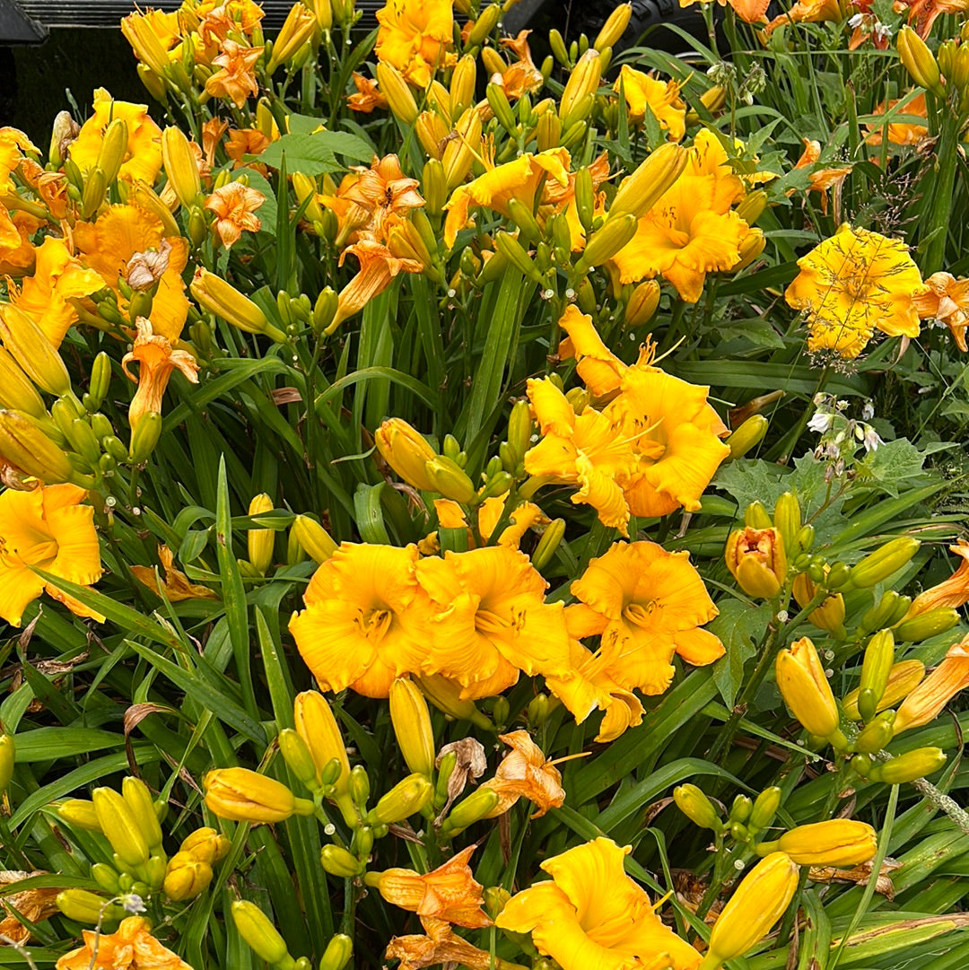 Ciel D’Or, perennial Daylily