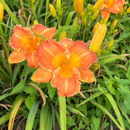 Bangkok bay, perennial Daylily