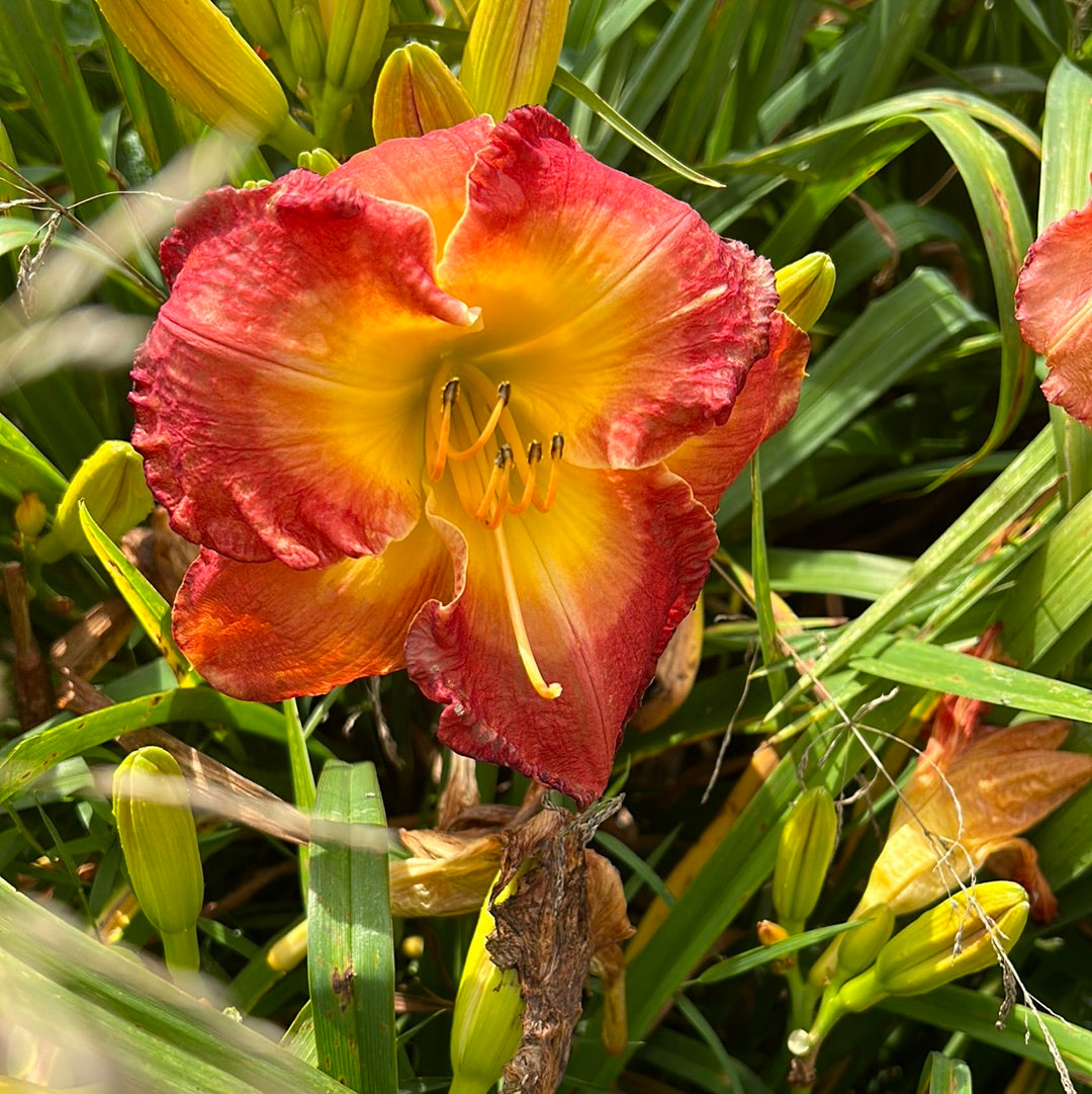 Forever redeemed, perennial Daylily