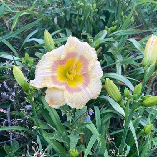 Bridgeton bonus, perennial Daylily