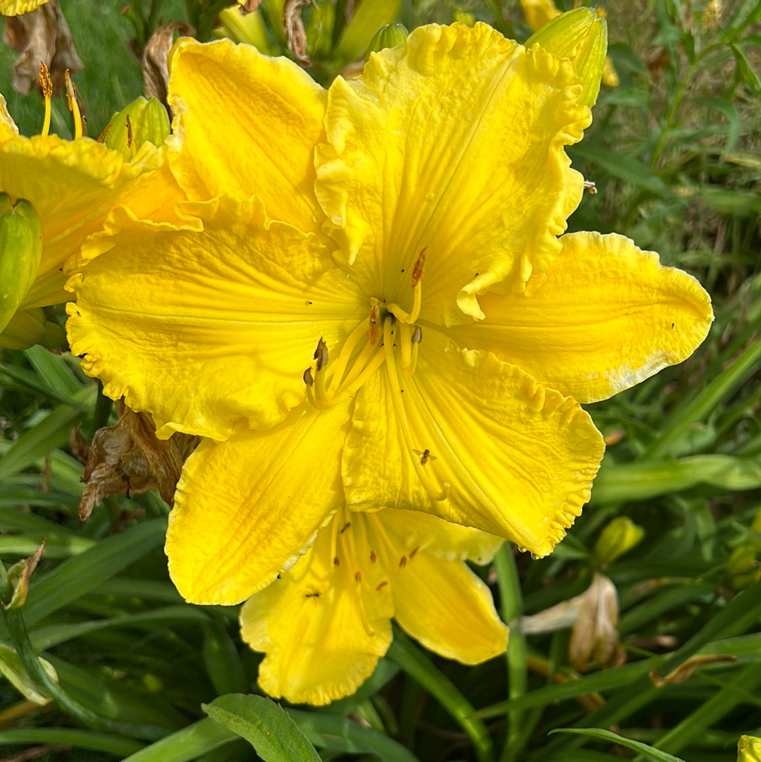 Solar music, perennial Daylily