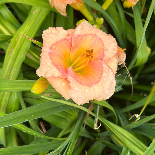 Raspberry winter, perennial Daylily