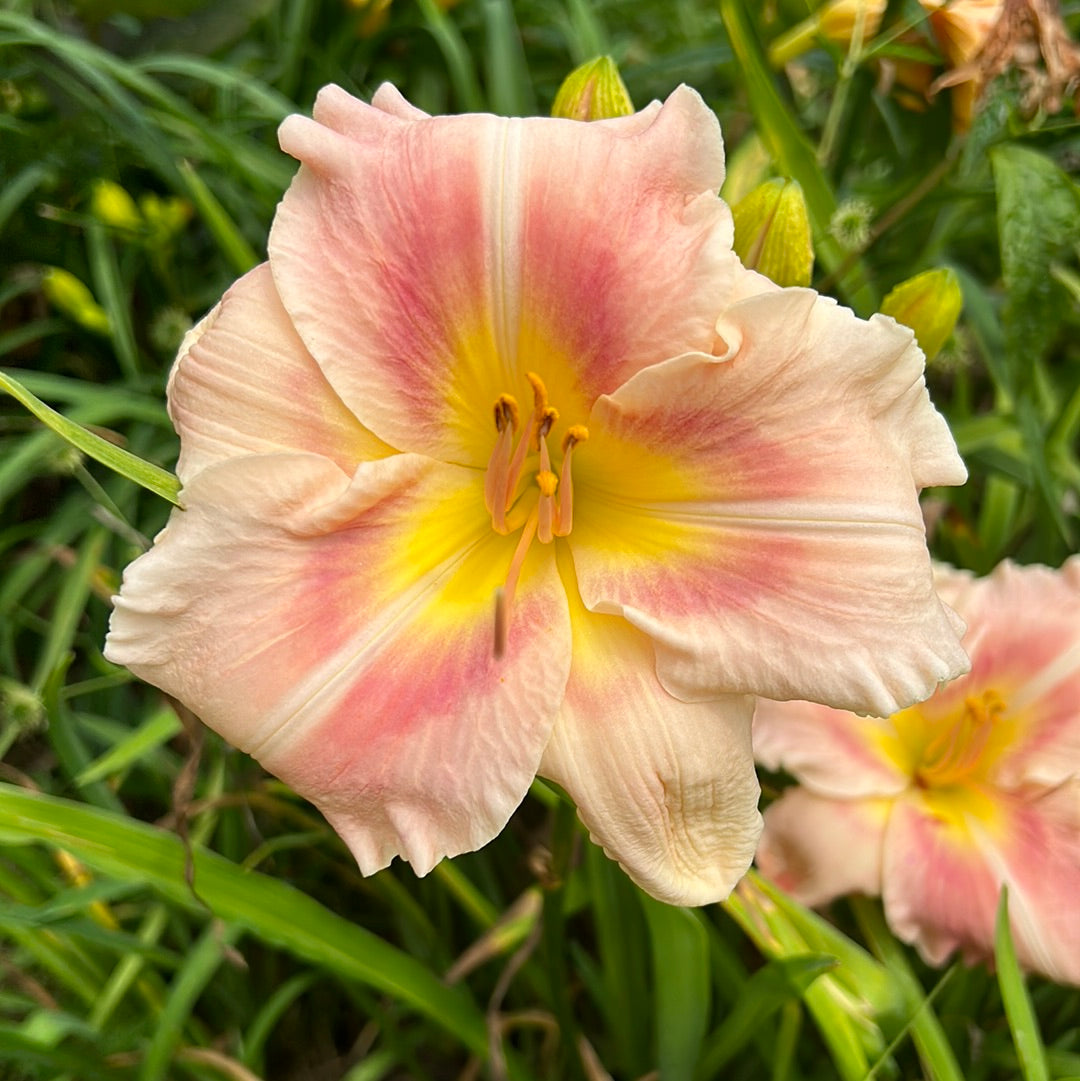 Madison morning, perennial Daylily