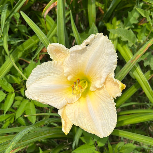 White hot, perennial Daylily