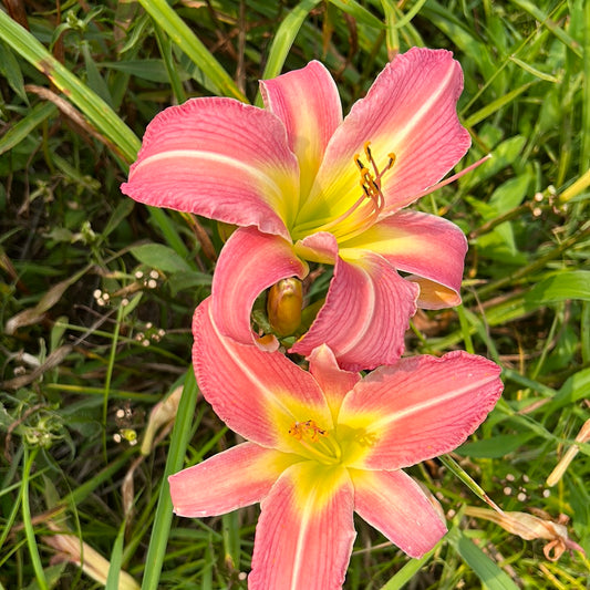 Pink dazzler