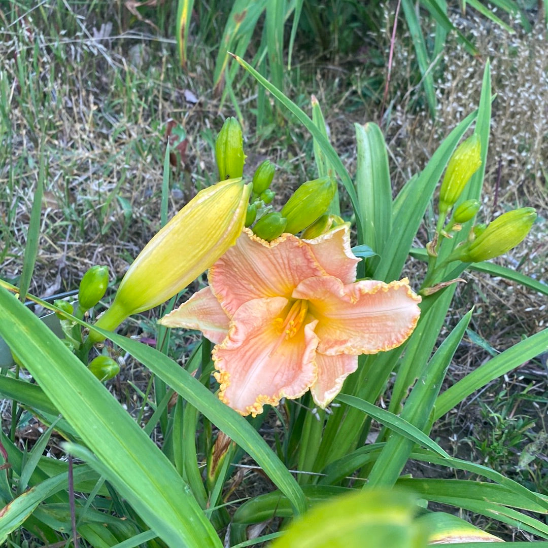 Spacecoast pink lady, perennial Daylily