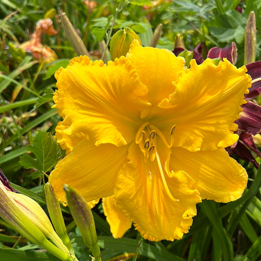 Concrete blonde, perennial Daylily