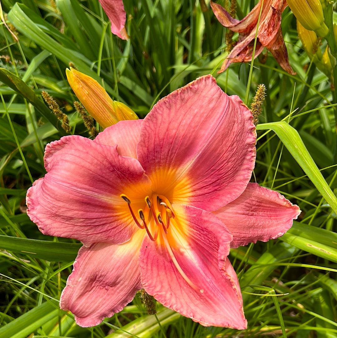 Raspberry sunshine, perennial Daylily