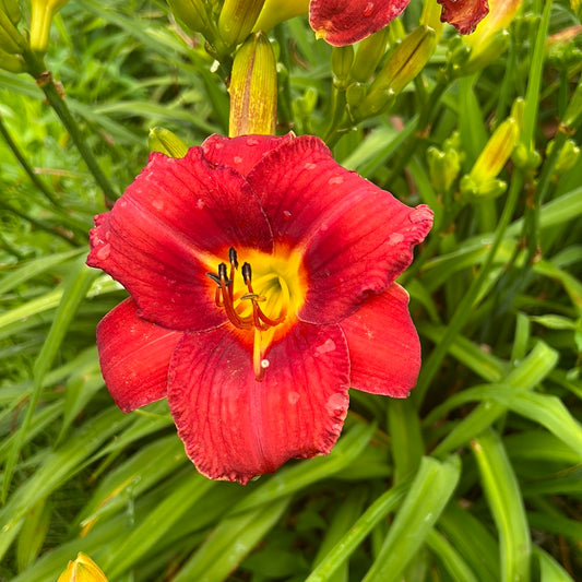 Ray’s red tree, perennial Daylily