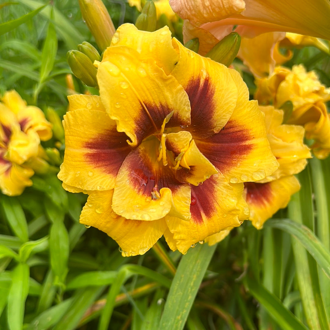 Double discovery, perennial Daylily