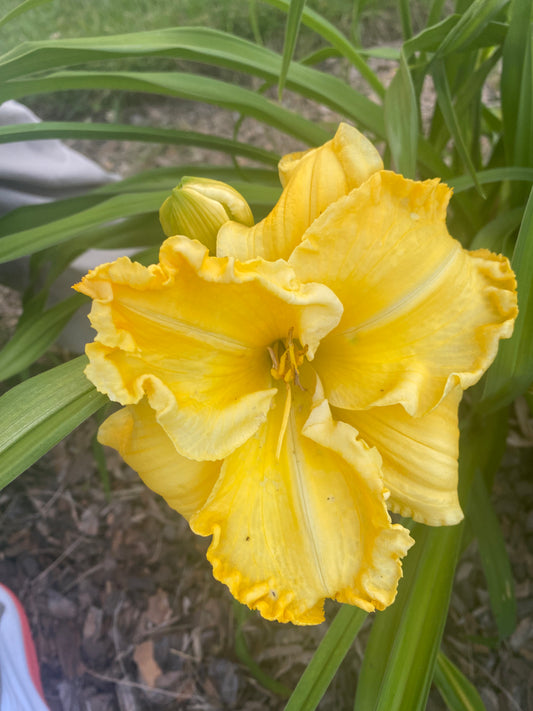 Caribbean Golden Galleon Perennial Daylily