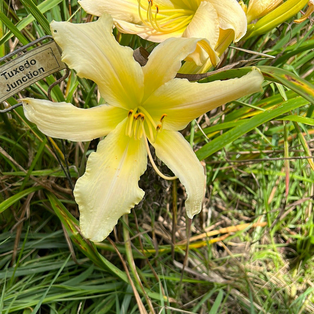 Tuxedo Junction, perennial Daylily