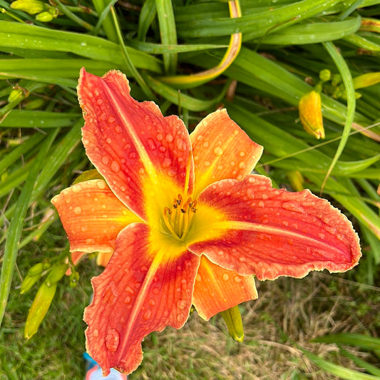 Smokerise volcano, perennial Daylily