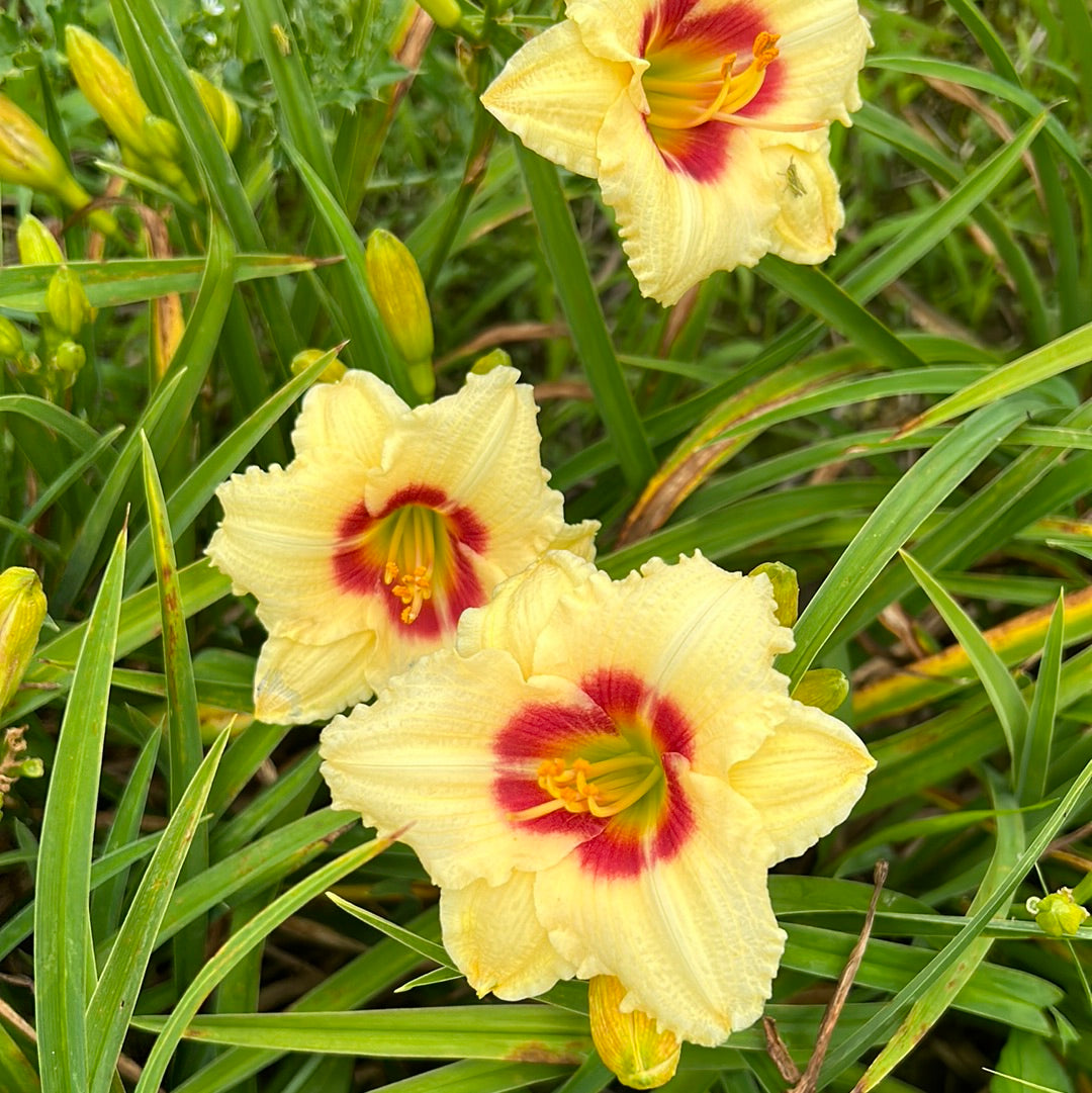 Bumblebees bouquet, perennial Daylily