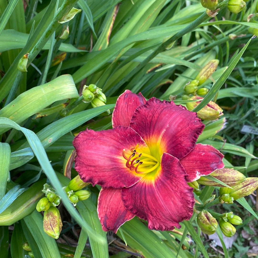 Fatal impact, perennial Daylily