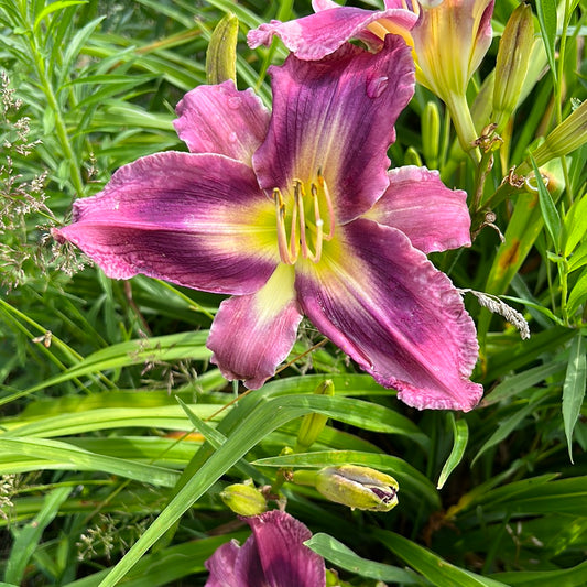 Smoke Scream, perennial Daylily