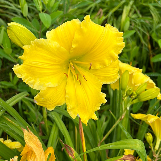 Texas choice, perennial Daylily