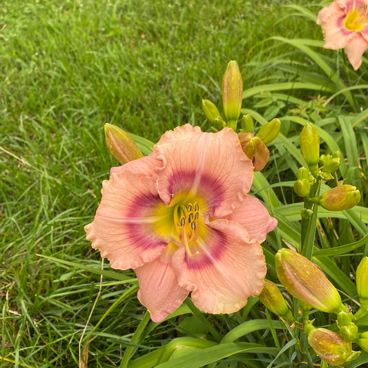 Mystical rainbow, perennial Daylily