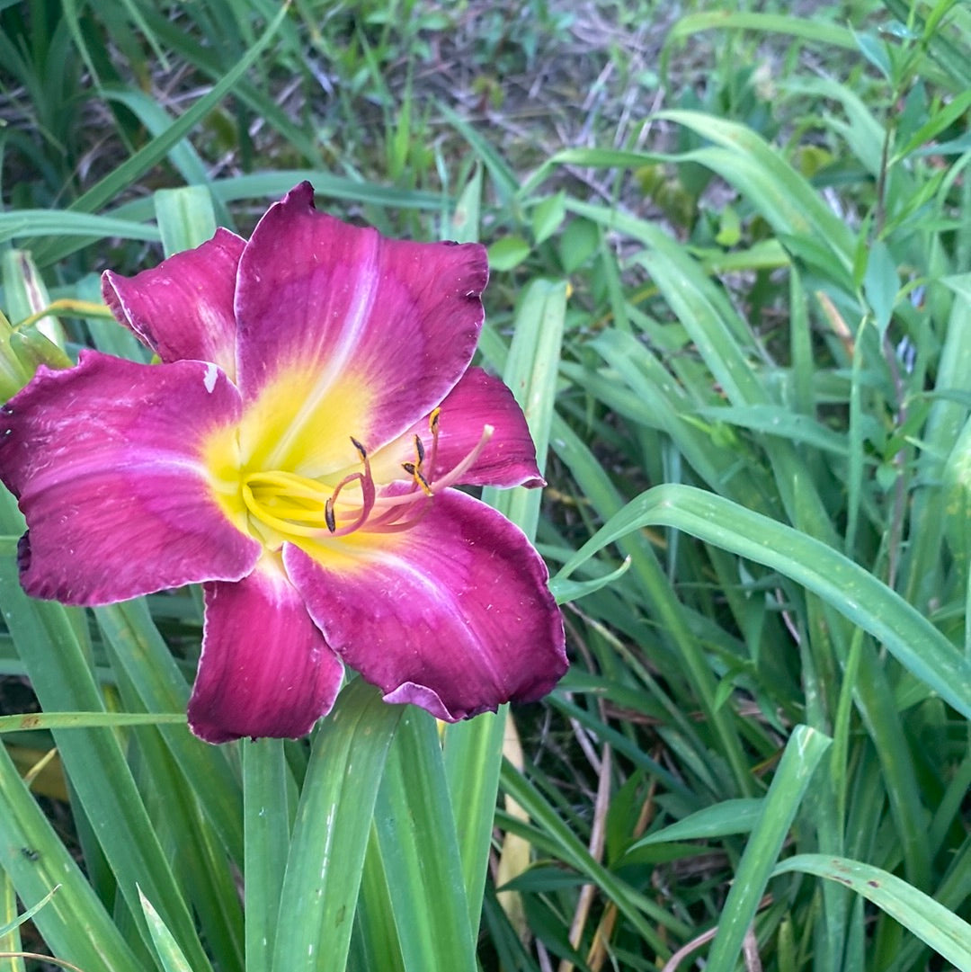 Tupac Amaru, perennial Daylily