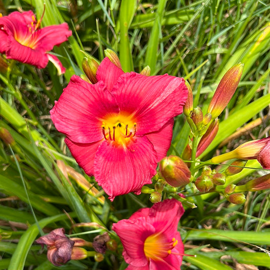 Her best bloomers, perennial Daylily