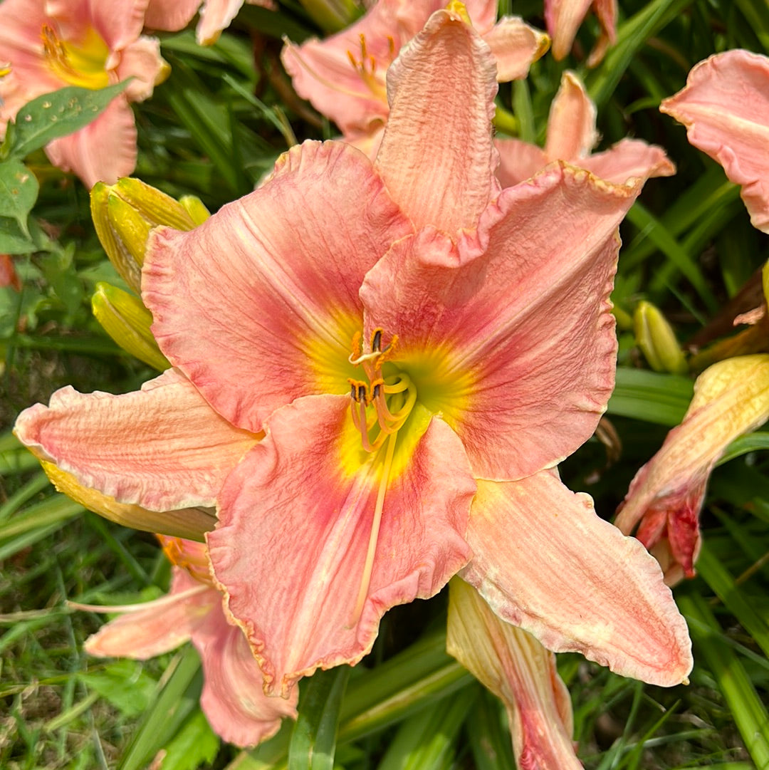 Gulliver’s travels, perennial Daylily