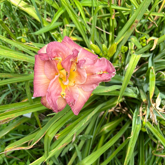 Topguns orchid ripples, perennial Daylily