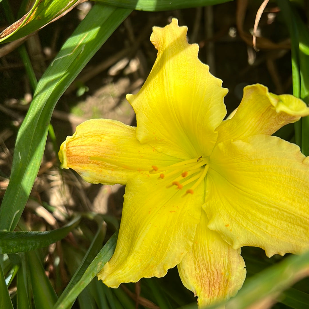 Snappy ginger, perennial Daylily