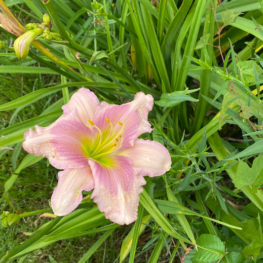 She-ra, perennial Daylily