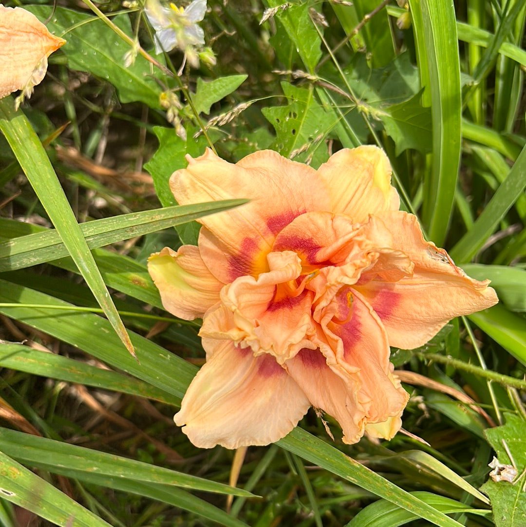 Both sides now, perennial Daylily