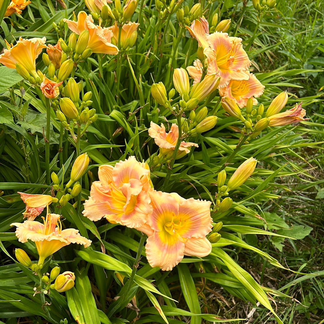 Banana split cupcake, perennial Daylily