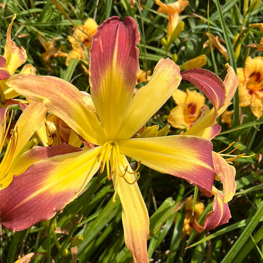 Dipped in ink, perennial Daylily