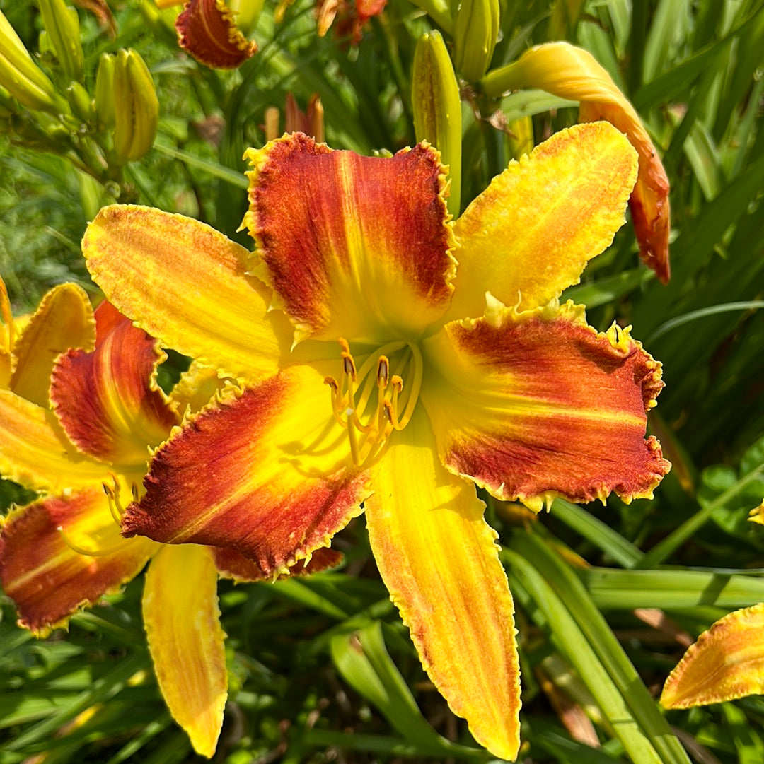 Sharky’s revenge, perennial Daylily