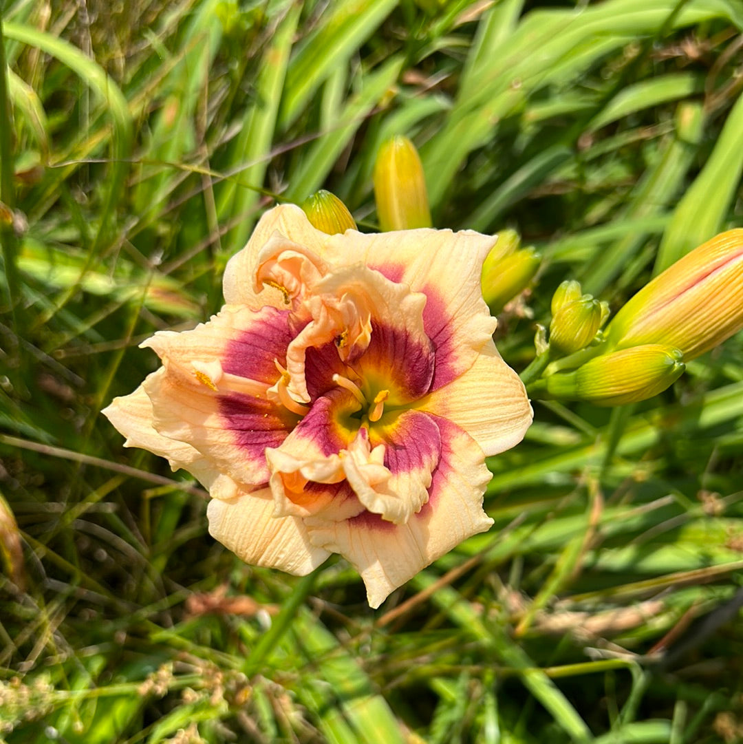 Roswitha Daylily Perennial Plant