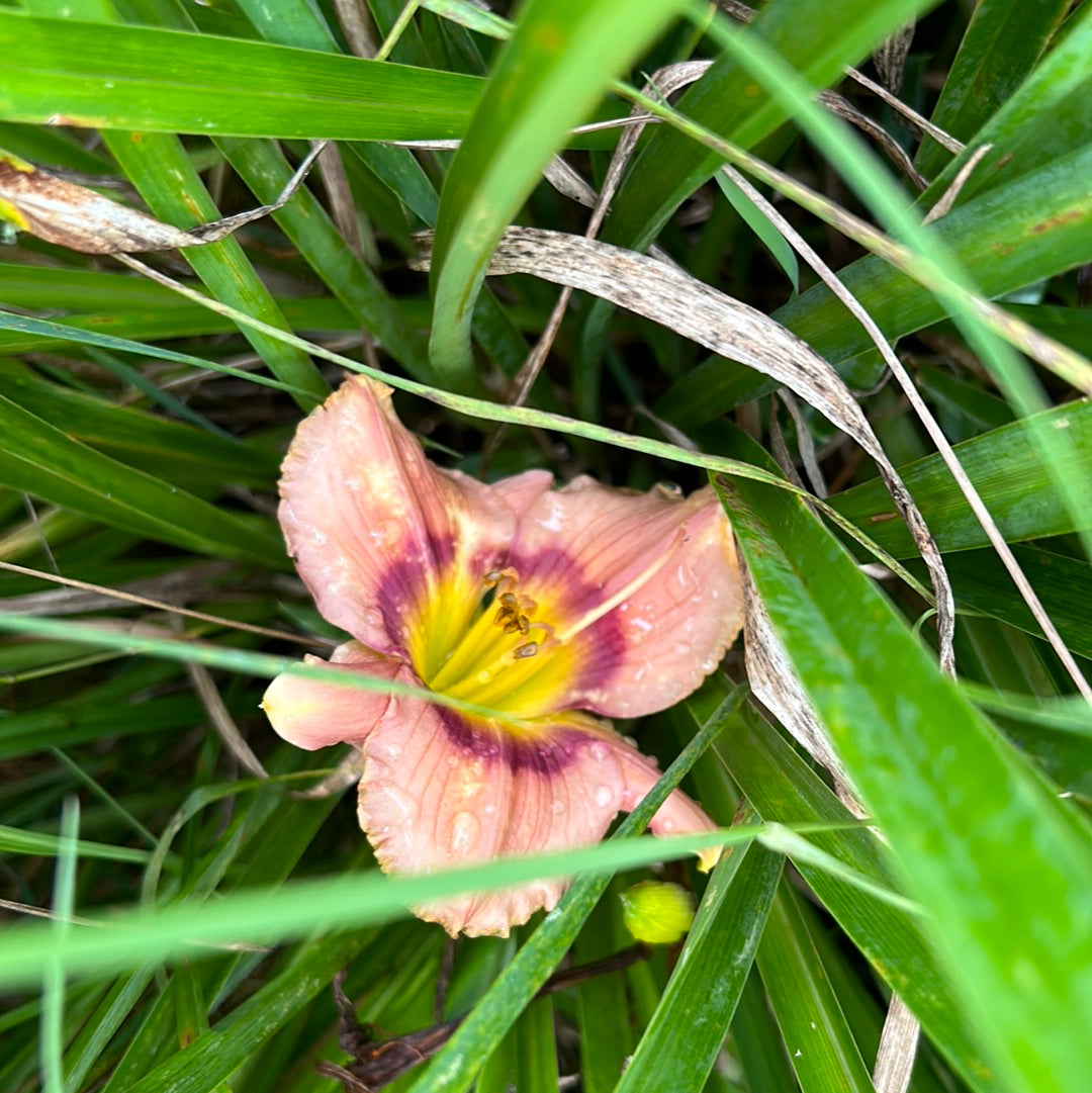 Big city eye, perennial Daylily