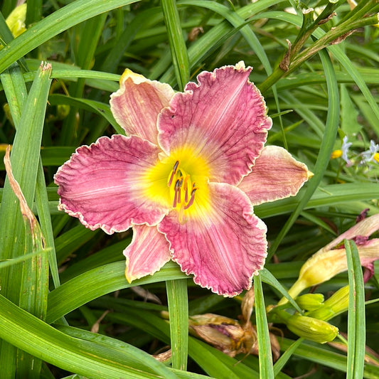 Virginia moonshine, perennial Daylily