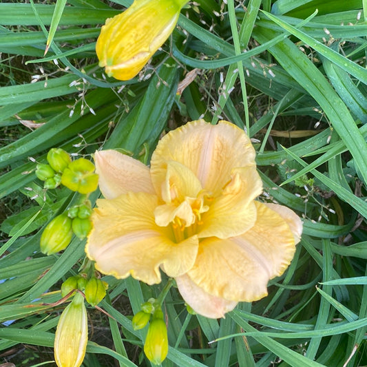 Puccini, perennial Daylily