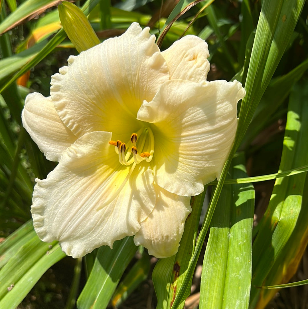 Royal frosting, perennial Daylily