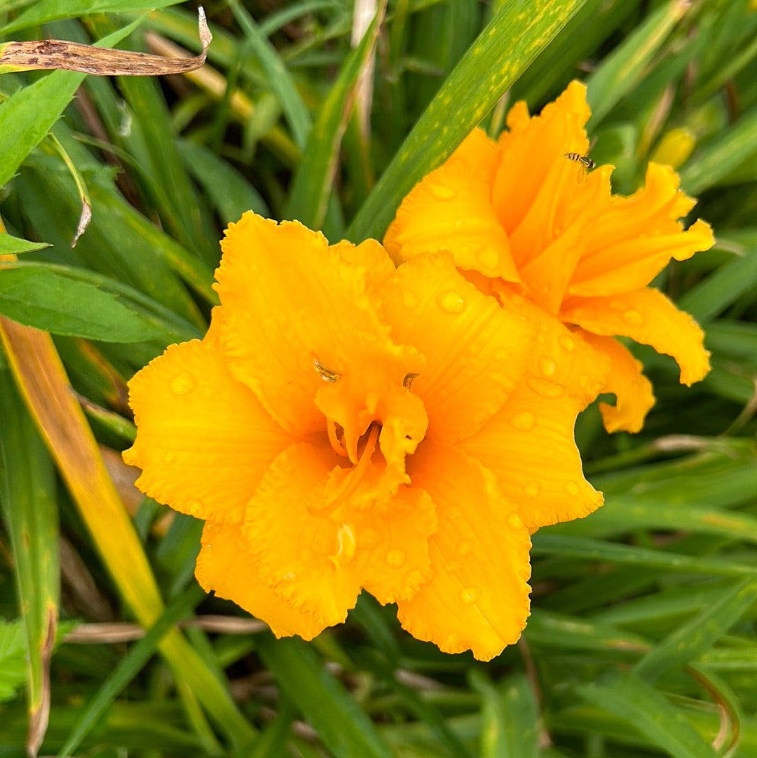 Condilla Daylily Perennial Plant