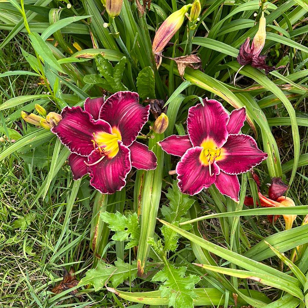 Moldovan purple, seedling, perennial Daylily