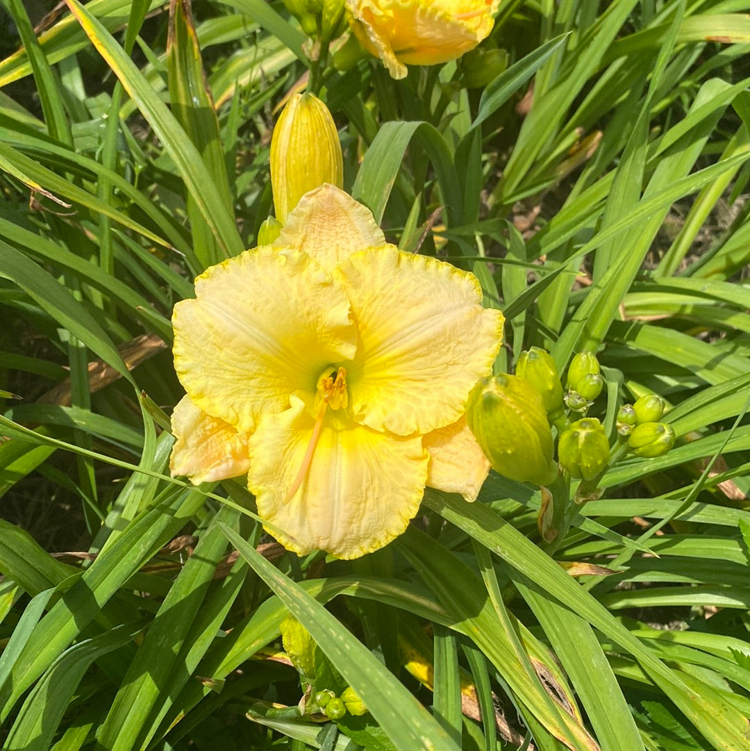 Nursery rhyme, perennial Daylily