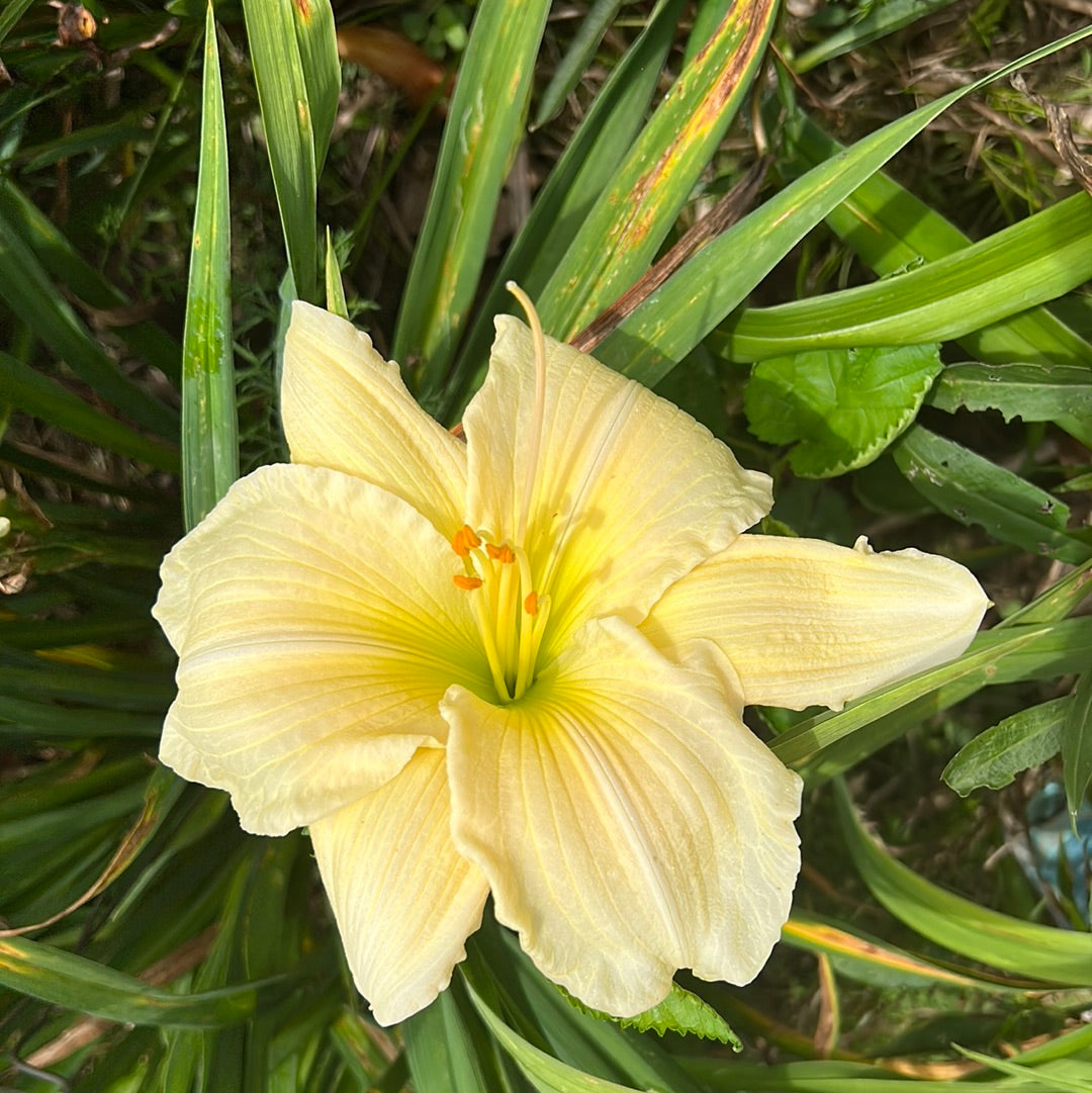 Song of Promise Daylily Perennial Plant