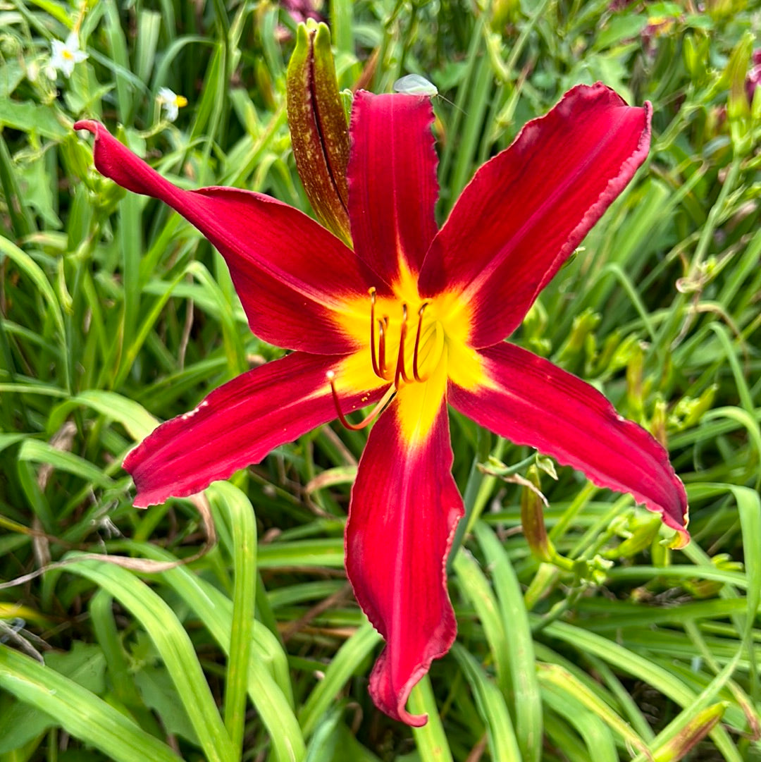 Holly dancer, perennial Daylily