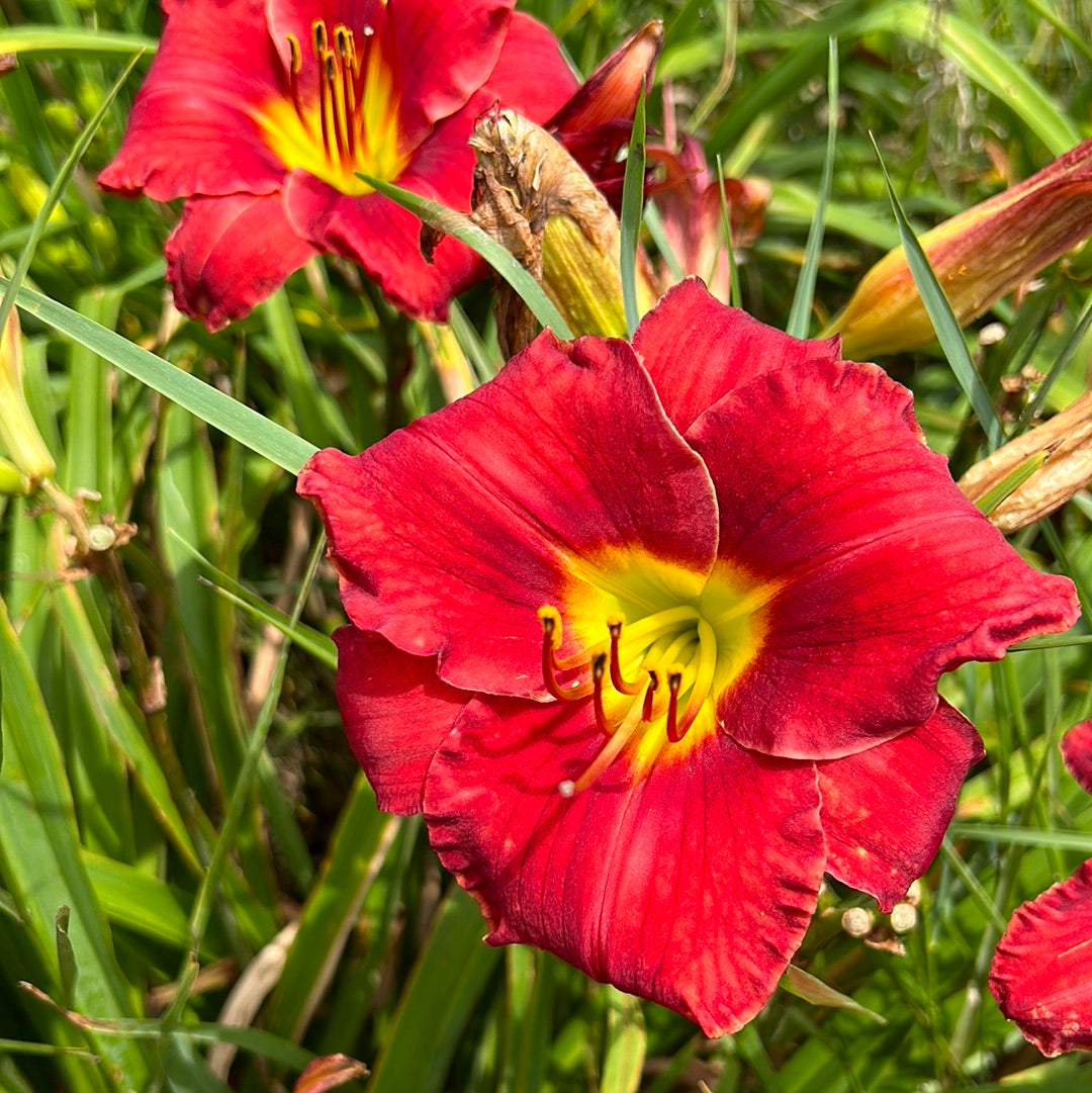 Funny Valentine, perennial Daylily