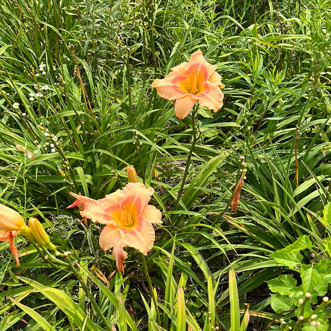 Take me along, perennial Daylily