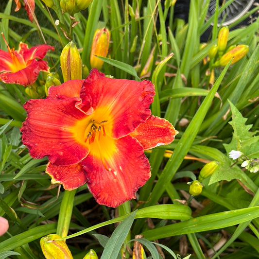 All consuming fire, perennial Daylily