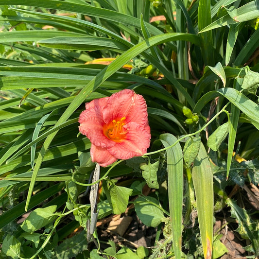 Cosmopolitan Perennial Daylily