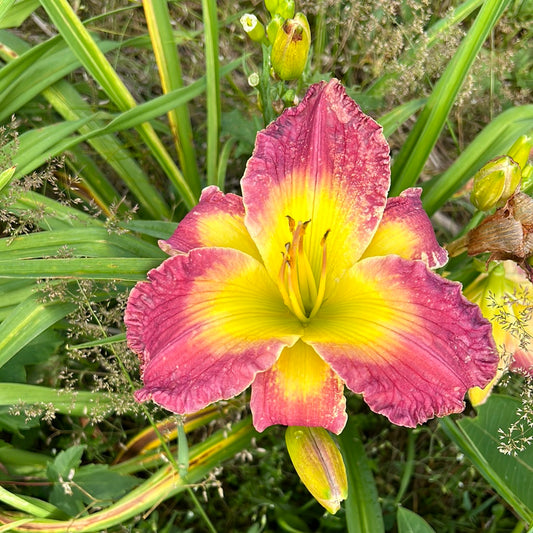 Electric mist, perennial Daylily