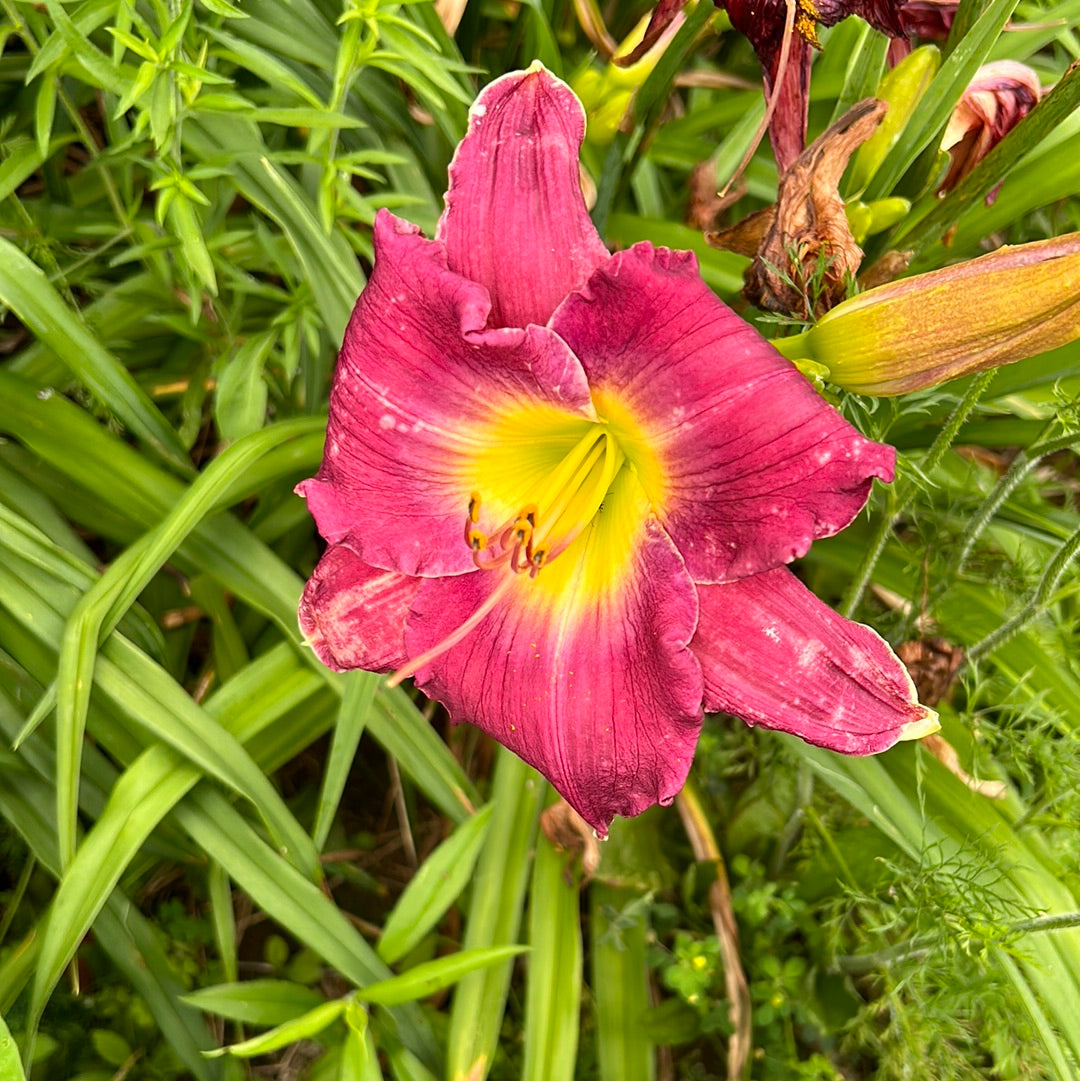 Law and Order, perennial Daylily